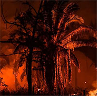 Rừng Amazon trải qua 6 tháng cháy rừng tồi tệ nhất trong 20 năm