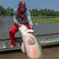 Nỗ lực bảo tồn loài cá nước ngọt lớn nhất Trái đất sống ở Amazon