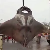 Đi câu, ngư dân bắt được con cá đuối khổng lồ nặng 750kg