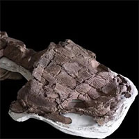 Tìm thấy sát thủ đầm lầy 280 triệu năm tuổi với cái đầu kì quái