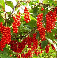 Việt Nam có 1 loại quả phơi khô là vị thuốc quý