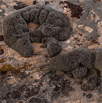 Các nhà khoa học phát hiện rêu sa mạc có thể sống sót trên sao Hỏa