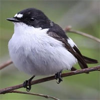 Nghiên cứu tác động của phóng xạ tới loài chim vùng Chernobyl