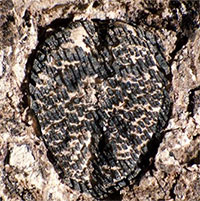 Loài khủng long tuyệt chủng đã sản sinh ra cây nho cổ đại