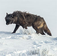 Vì sao sói thích giết đồng loại? Chuyên gia về hành vi của sói mất 13 năm mới có thể phát hiện ra bí mật của chúng!