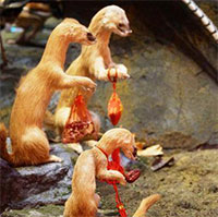 Tại sao người xưa tin rằng không thể giết được chồn? Nghiên cứu khoa học cho thấy thực sự không thể giết chúng!