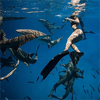 Vì sao cô gái thản nhiên bơi giữa đàn cá mập mà không sợ bị cắn?