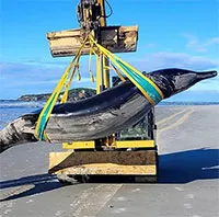 Xác cá voi hiếm gặp nhất thế giới dạt vào bờ biển New Zealand