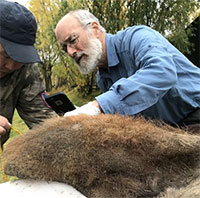 Lần đầu tái tạo được cấu trúc 3 chiều của nhiễm sắc thể voi ma mút