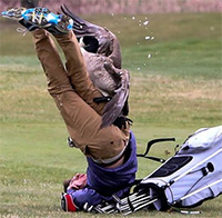 Bí ẩn đằng sau sự hung hãn của loài ngỗng và lý do rắn tránh xa