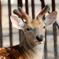 Gạc hươu rụng tự nhiên hàng năm, tại sao con người lại cắt gạc hươu thay vì nhặt những chiếc gạc rụng?