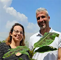 Doanh nghiệp Israel sản xuất đạm từ lá chuối
