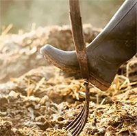 Giải pháp mới: Sản xuất điện từ phân ngựa