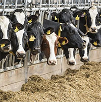 Nếu bạn muốn cứu Trái đất, hãy bảo lũ bò ngừng 