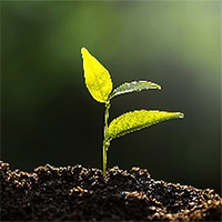 Loại đất làm tăng năng suất cây trồng 138% nhưng chỉ cần tưới rất ít nước