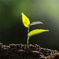 Loại đất làm tăng năng suất cây trồng 138% nhưng chỉ cần tưới rất ít nước