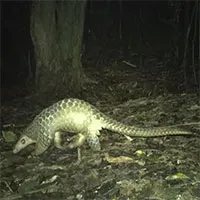 Close-up of rare animals in Vietnam's Sao La Nature Reserve