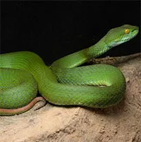 Up close with the new venomous pit viper discovered in Vietnam