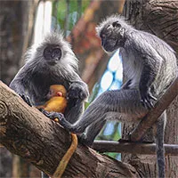 Silvered langur family's orange baby causes a stir at Saigon Zoo