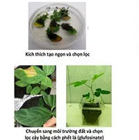Chỉnh sửa gene giảm đường khó tiêu trong cây đậu tương