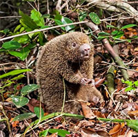Chuột gai cứng - Loài gặm nhấm có vẻ ngoài kỳ lạ khiến các nhà khoa học tranh cãi suốt hơn hai thế kỷ!
