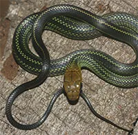 ベトナムだけに生息する新種のヘビ、その姿に迫る
