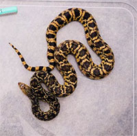 Con rắn đầu tiên trên thế giới sinh ra từ mẫu vật đông lạnh