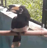 Man drinking coffee in Thủ Đức spots a rare stray oriental pied hornbill