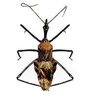 ベトナムでサシガメの新種2種を発見
