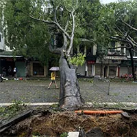 Chuyên gia hiến kế cứu cây quý ở Hà Nội