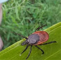 Virus mới phát hiện tại Trung Quốc có thể gây tổn thương não