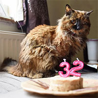 Con mèo già nhất thế giới qua đời ở tuổi 33