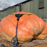 Hai anh nông dân trồng được quả bí ngô khổng lồ nặng hơn 1000kg