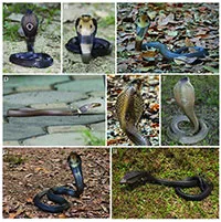 ベトナムに分布する猛毒のコブラ