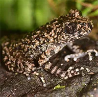 New toad species discovered, found only in Vietnam