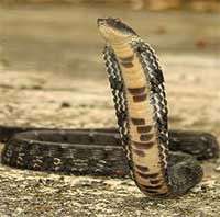 Loài rắn vô hại nhưng thường bị chết oan vì 