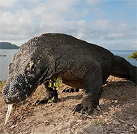 Rồng Komodo: Những cuộc gặp gỡ đầy nguy hiểm với