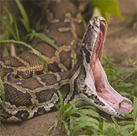 Đào đường, công nhân đụng độ trăn Anaconda khổng lồ có