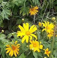 ベトナム各地を黄色に染める花、ニトベギクの興味深い事実