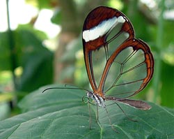 Đóng cửa đường cao tốc cho bướm di cư