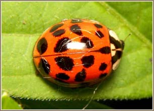 Hãy cẩn thận khi bọ rùa đến gần rượu