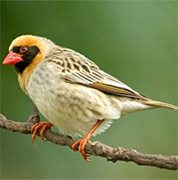 Vì sao chim sẻ Quelia mỏ đỏ lại được coi là