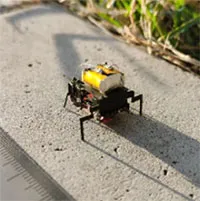 Trung Quốc phát triển robot côn trùng nhanh nhẹn hơn gián