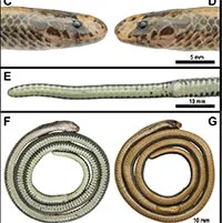 Meet the new snake species found only in Vietnam