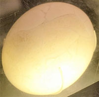 Có thể bạn chưa biết: Trứng chim voi là quả trứng chim lớn nhất trong lịch sử