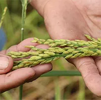Độc đáo giống lúa ngon mùa nước nổi, nước càng ngập năng suất càng cao ở An Giang