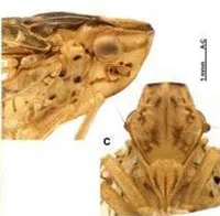 ベトナム中部でウンカ類の新種2種を発見、自然環境の変化の把握に期待