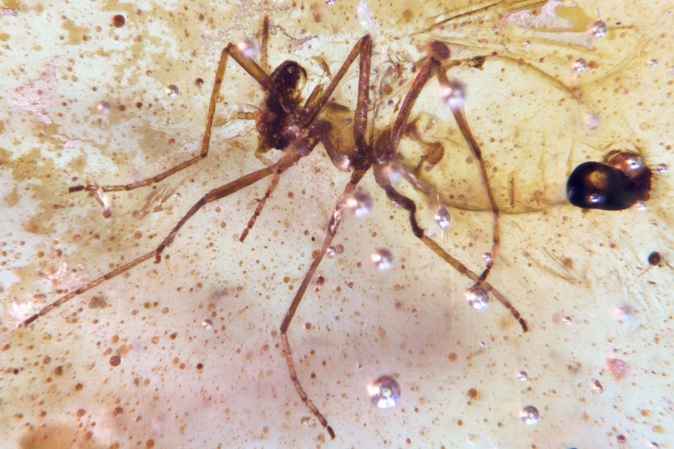 Những trầm tích hổ phách tuyệt đẹp lưu giữ côn trùng từ thời khủng long