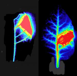 Mô tả sinh động cơ quan ra dấu “chiến sự” trên thực vật
