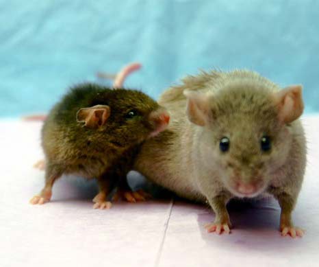 Human-Animal Hybrid - Sản phẩm lai người và động vật